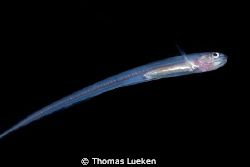 found in Mabul, D200 - ID wanted by Thomas Lueken 